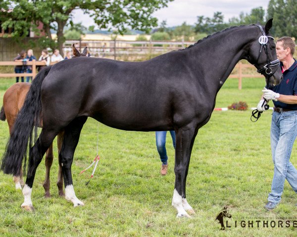 broodmare Love Princess PJF (Oldenburg, 2012, from Fürst Romancier)