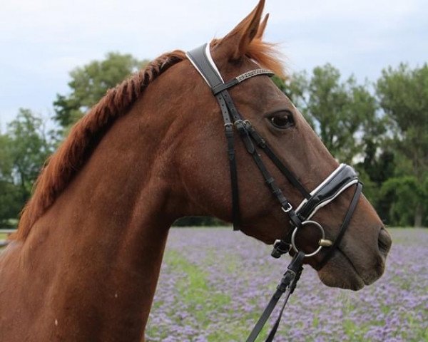 broodmare Donna Karan S (Oldenburg, 1997, from Donnerhall)