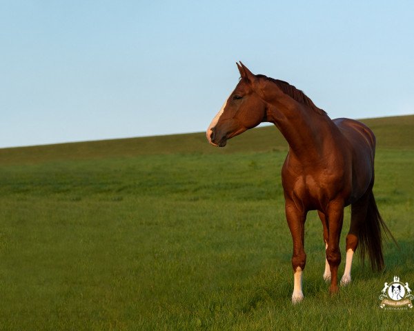 horse Söl'rings Mes Espoir (Little German Riding Horse, 2016, from Mescalero 29)
