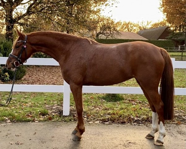 Zuchtstute Betty (Deutsches Reitpony, 2016, von Davignon)