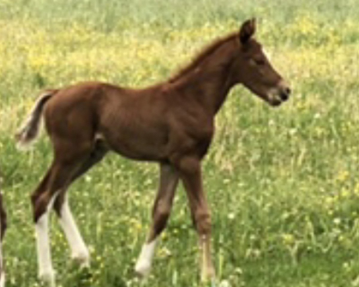 Deckhengst Vincento 13 (Hannoveraner, 2020, von Vivaldos)