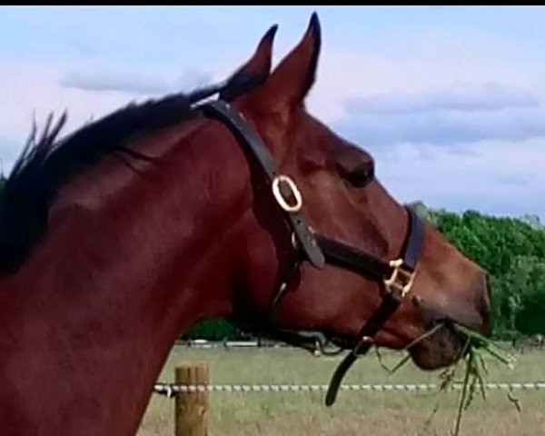 horse Frizzante 4 (Bavarian, 2004, from Fürst Heinrich)