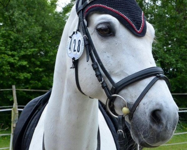 Springpferd Charly Chaplin (Deutsches Reitpony, 1997, von Chantre B)