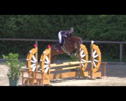 jumper Lavine Mail VDL (KWPN (Royal Dutch Sporthorse), 2016, from Gaultier VDL)