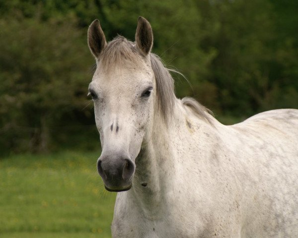 broodmare Brillante (KWPN (Royal Dutch Sporthorse), 2006, from Casco 4)