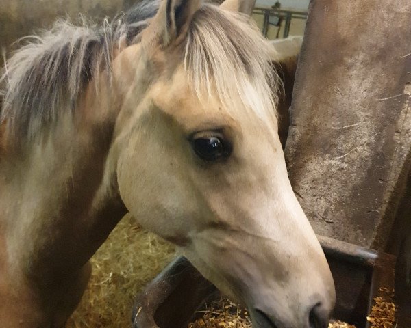 horse Daily Diamond AT (Westphalian, 2020, from D-Gold AT NRW)