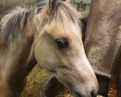 Pferd Daily Diamond AT (Westfale, 2020, von D-Gold AT NRW)