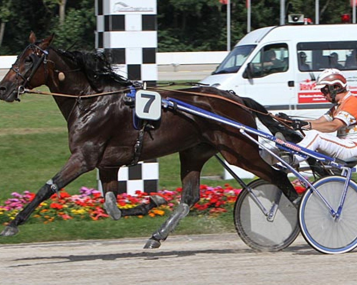 Pferd King of Moor (Deutscher Traber, 2009, von Pink Diamond (DE))