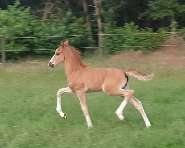 horse Royal Fantasy (German Riding Pony, 2020, from D-Gold AT NRW)