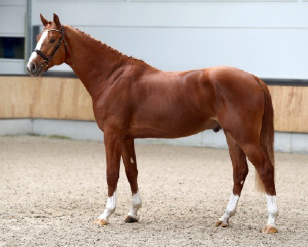 Pferd R Caribou van de Dassenheide Z (Zangersheide Reitpferd, 2021, von Caribis Z)