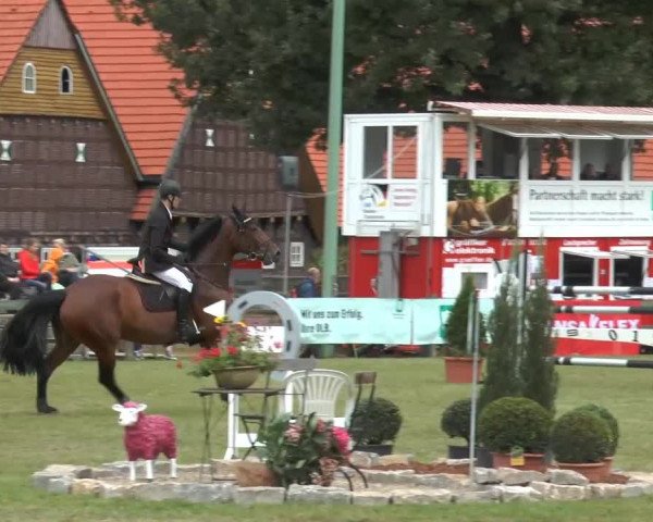 Reitturnier Georgsmarienhütte 2014