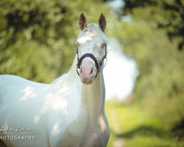 broodmare Söl'rings Chilaili (Little German Riding Horse, 2017, from Golden West NRW)
