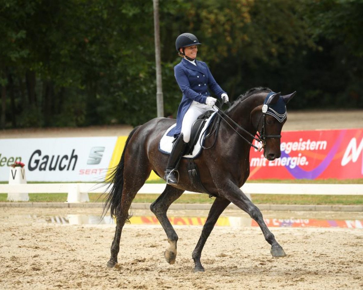 Dressurpferd Sassicaia 6 (Oldenburger, 2007, von Samarant)