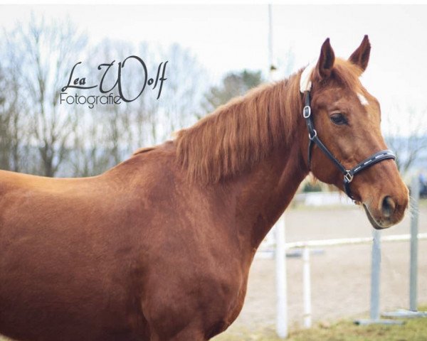 broodmare Luna (Hessian Warmblood, 1997, from Lone Star)