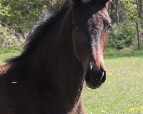 Pferd Caitlyn (Oldenburger Springpferd, 2020, von Zinedine)