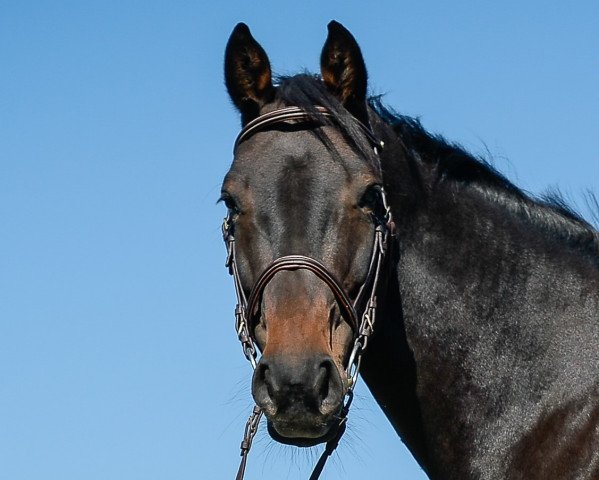 Springpferd Colflaks (Holsteiner, 2008, von Colman) Springpferd Colflaks (Holsteiner, 2008, von Colman)