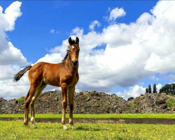 horse Promise (KWPN (Royal Dutch Sporthorse), 2019, from For Ferrero)