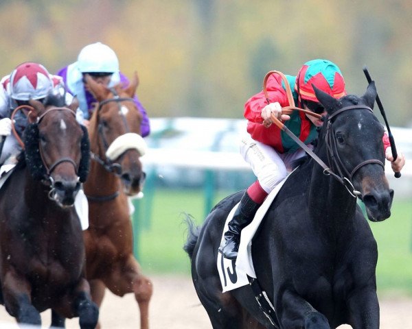 broodmare Biscaya Bay xx (Thoroughbred, 2009, from Dansili xx)