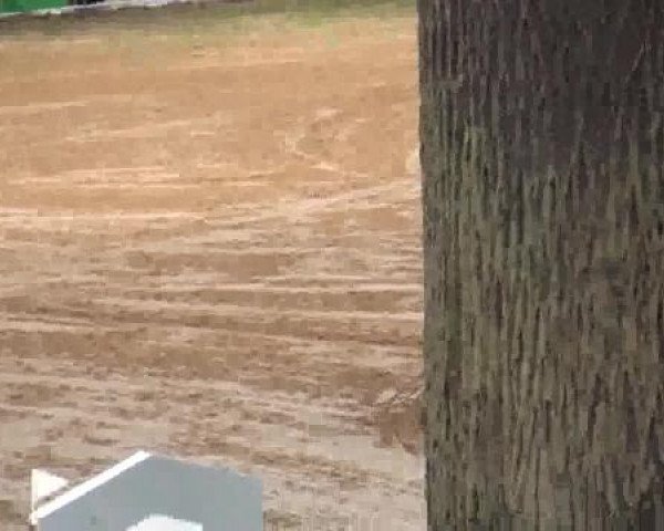 90. Calvörder Traditionsturnier