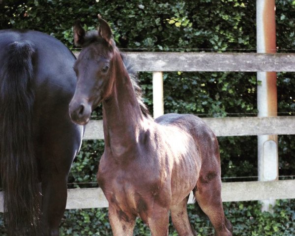 horse Donir N (Westphalian, 2020, from Blue Hors Dreamline)