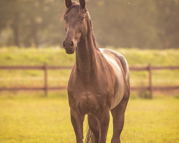 jumper Cappuccino 198 (German Sport Horse, 2015, from Cellestial) jumper Cappuccino 198 (German Sport Horse, 2015, from Cellestial)