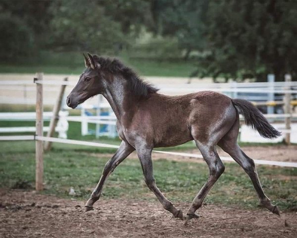 Pferd Salomea Gold RAH (Deutsches Reitpony, 2018, von Golden Grey NRW)