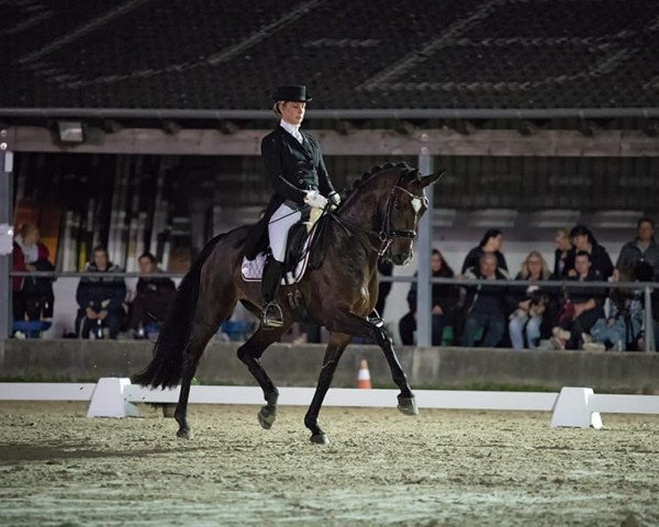 broodmare Scarlett O'Hara (Westphalian, 2008, from Sandro Hit)