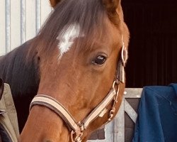 horse Escarlito (Westphalian, 2019, from Escolar)
