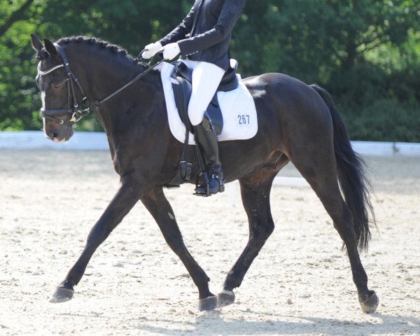 Dressurpferd Danny Boy 16 (Deutsches Reitpony, 1996, von Davis Cup)