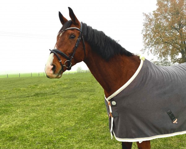 Dressurpferd Prinz Regent 8 (Deutsches Sportpferd, 2006, von Regent)