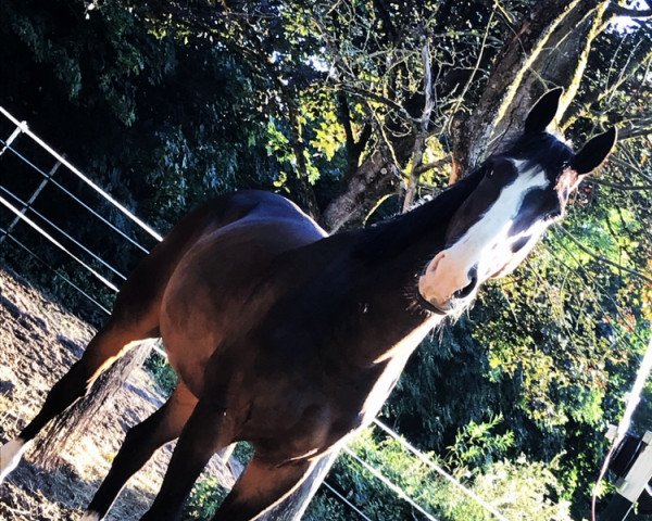 horse Hotspot 13 (Westphalian, 2012, from Hogwart)
