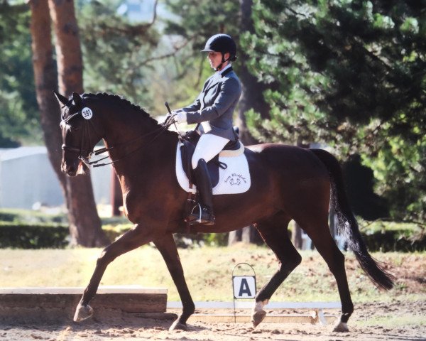 dressage horse Rosilas Wrt (Trakehner, 2008, from Hofrat)