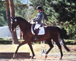 Dressurpferd Rosilas Wrt (Trakehner, 2008, von Hofrat)