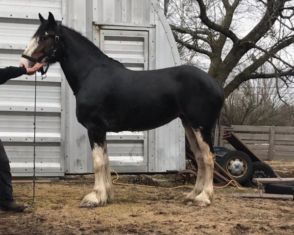 Caballo Shady Maple Mandy (Clydesdale, 2013, de Dew Ridge Patrick of Time) Caballo Shady Maple Mandy (Clydesdale, 2013, de Dew Ridge Patrick of Time)