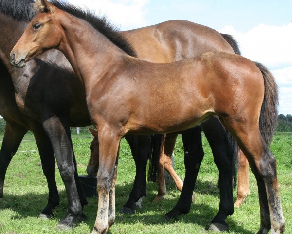 jumper Queen Erna (Holsteiner, 2010, from Caretino)