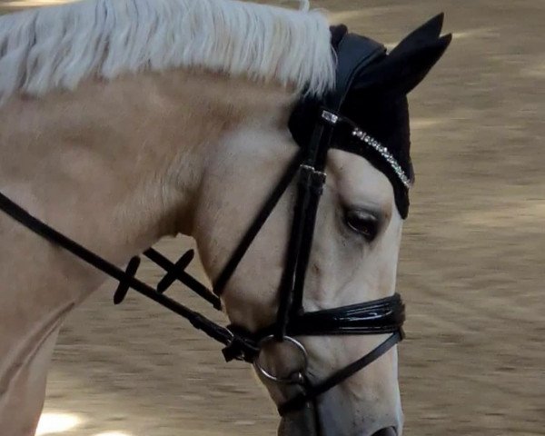horse Cuteness de Luxe (German Riding Pony, 2016, from FS Chambertin)