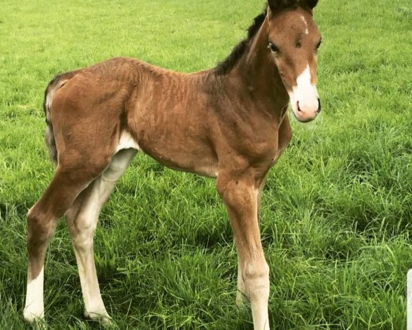 horse Exclusiva (Hanoverian, 2019, from El Corazon)