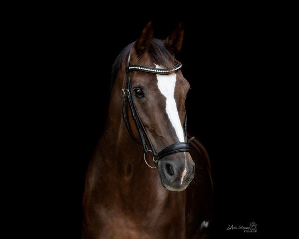 dressage horse Sandera LS (Westphalian, 2007, from Sandro Bedo)