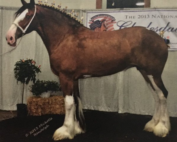 Zuchtstute Schuler Farms Striker's Enchantress (Clydesdale, 2007, von Dillars Striker)