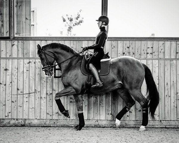 dressage horse L'Avignon (Hanoverian, 2008, from Locksley II)