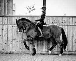 dressage horse L'Avignon (Hanoverian, 2008, from Locksley II)