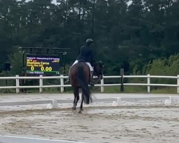 Vídeo de Honey Bee MM