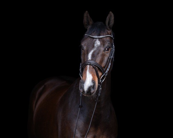 Cavallo da salto Commodore 16 (Zangersheide, 2015, di Casting)