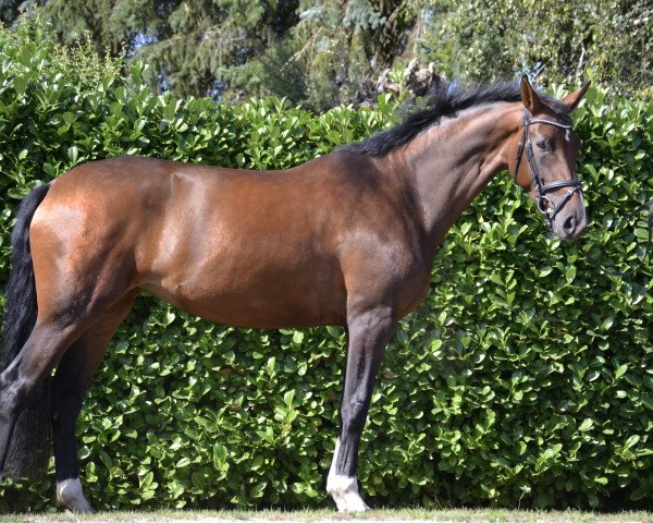 Pferd Bella Leviosa (Hannoveraner, 2016, von Buckingham)