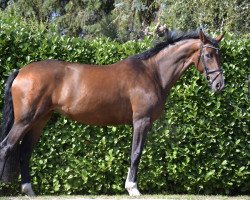 Pferd Bella Leviosa (Hannoveraner, 2016, von Buckingham)
