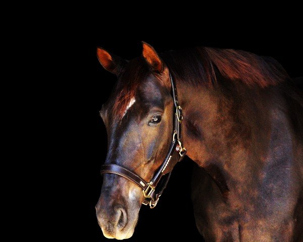 Cheval de Dressage Descara de Luxe (Hanovrien, 2013, de Don Frederico)