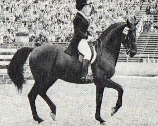 Stallion Pepel (Russian Trakehner, 1956, from Piligrim)