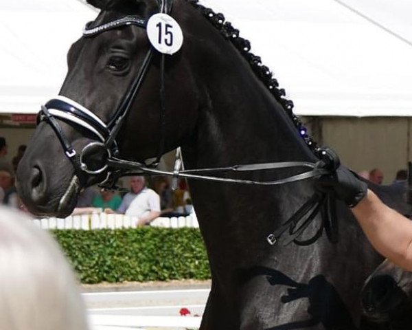 broodmare Fabienne (Hanoverian, 2015, from Fürst Romancier)