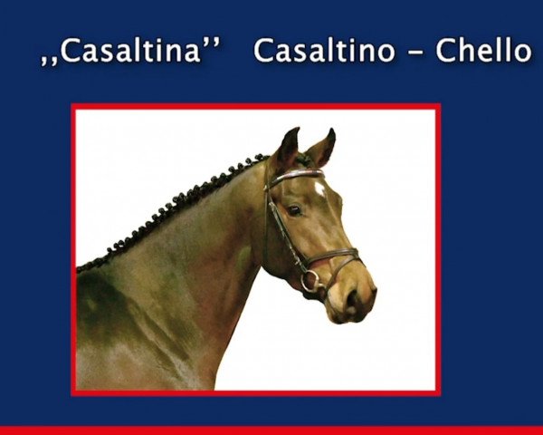 horse Casaltina (Holsteiner, 2017, from Casaltino)