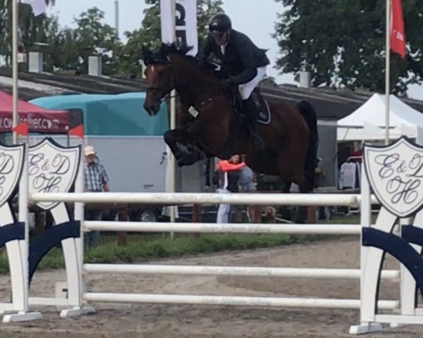 jumper Clearing 3 (Holsteiner, 2012, from Clearway)
